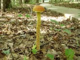 Tall mushroom...