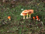 A mushroom family...