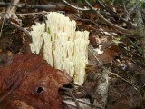 Interesting fungi...