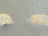 More turtles...